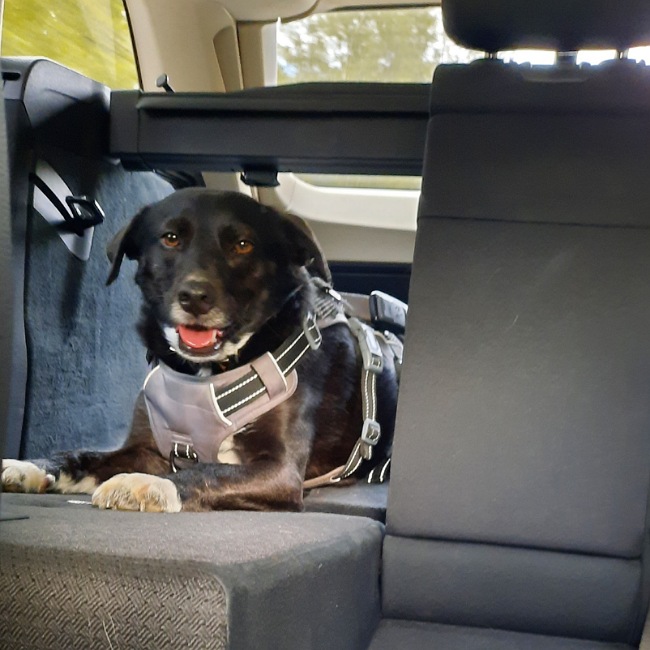 Hündin Wendy im Auto