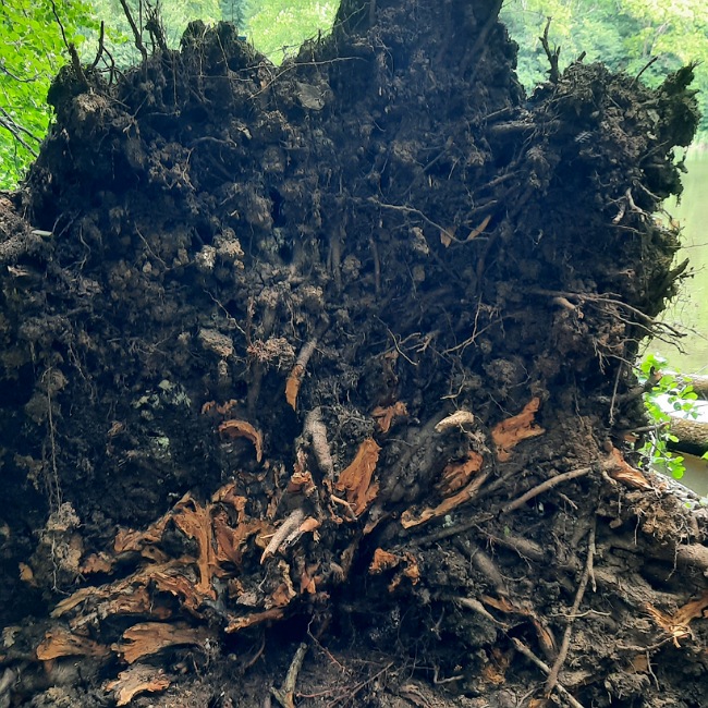 Entwurzelter Baum