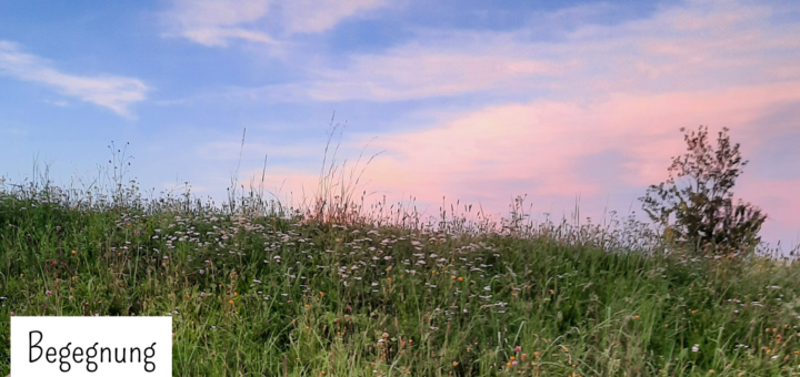 Blumenwiese